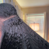 $99 BOGO | Lashey Kinky Straight Seamless Clip in Hair Extensions